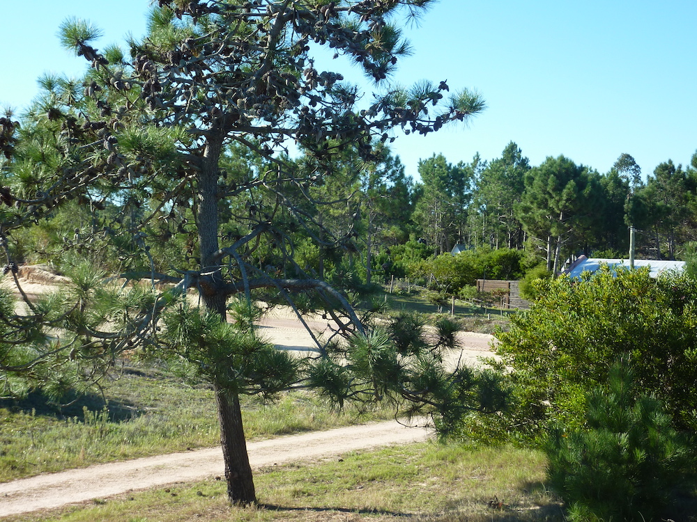 Vista desde esquina Mz 183 hacia Mz 219